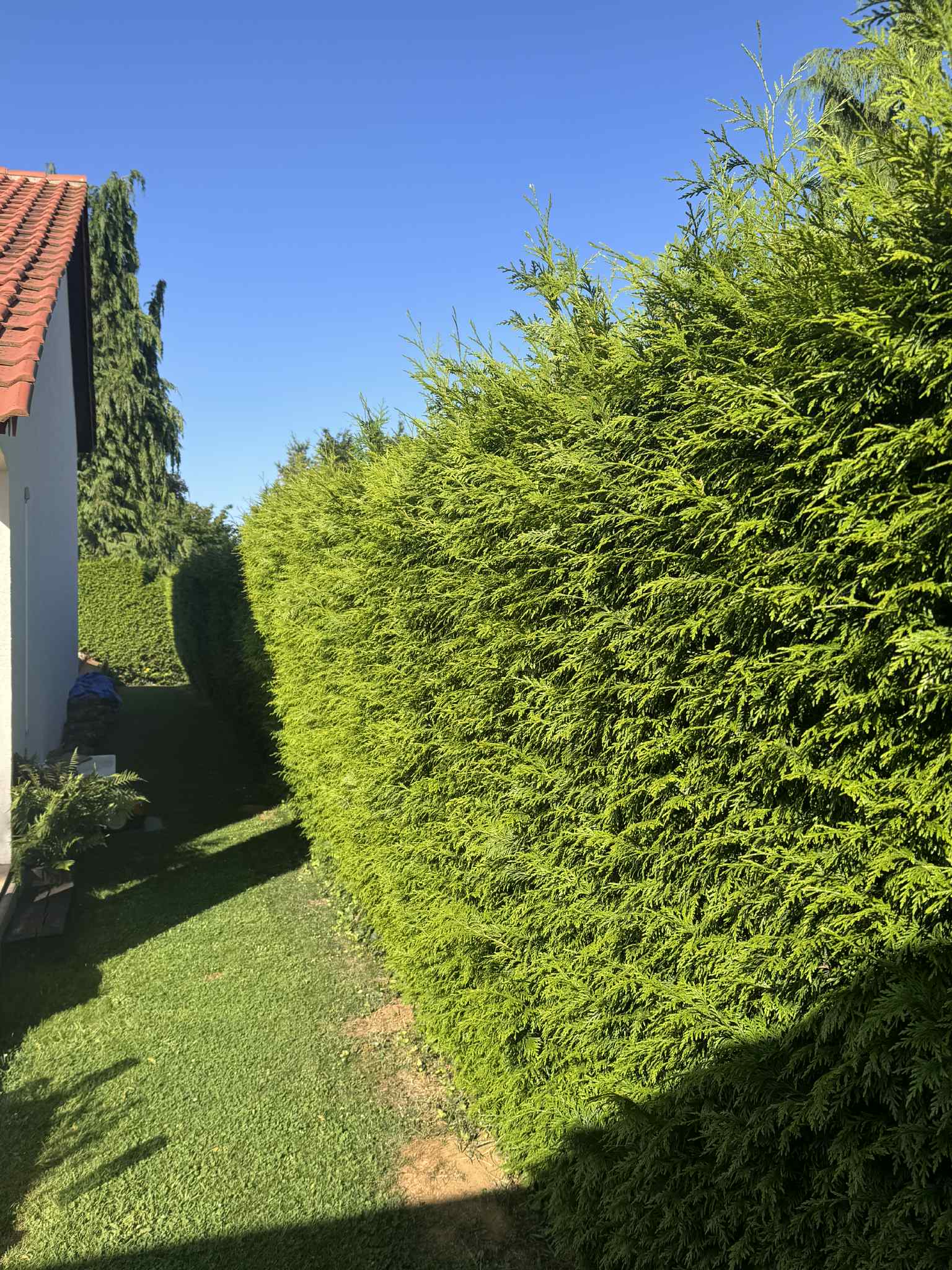 Jardin Projet 9 - Avant