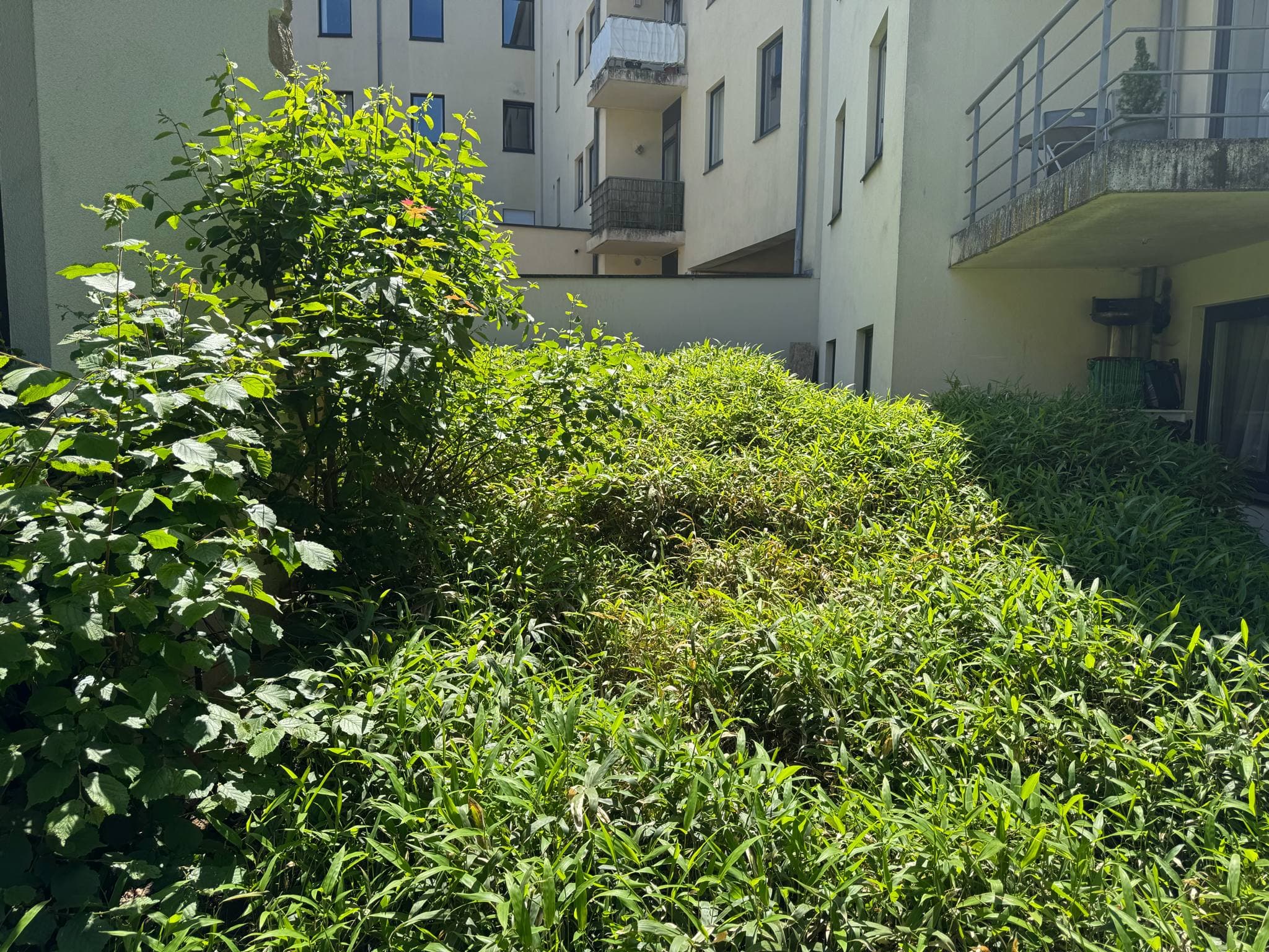 Jardin Projet 6 - Avant