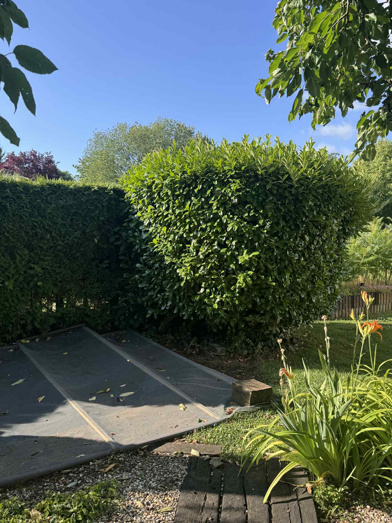 Jardin Projet 10 - Avant