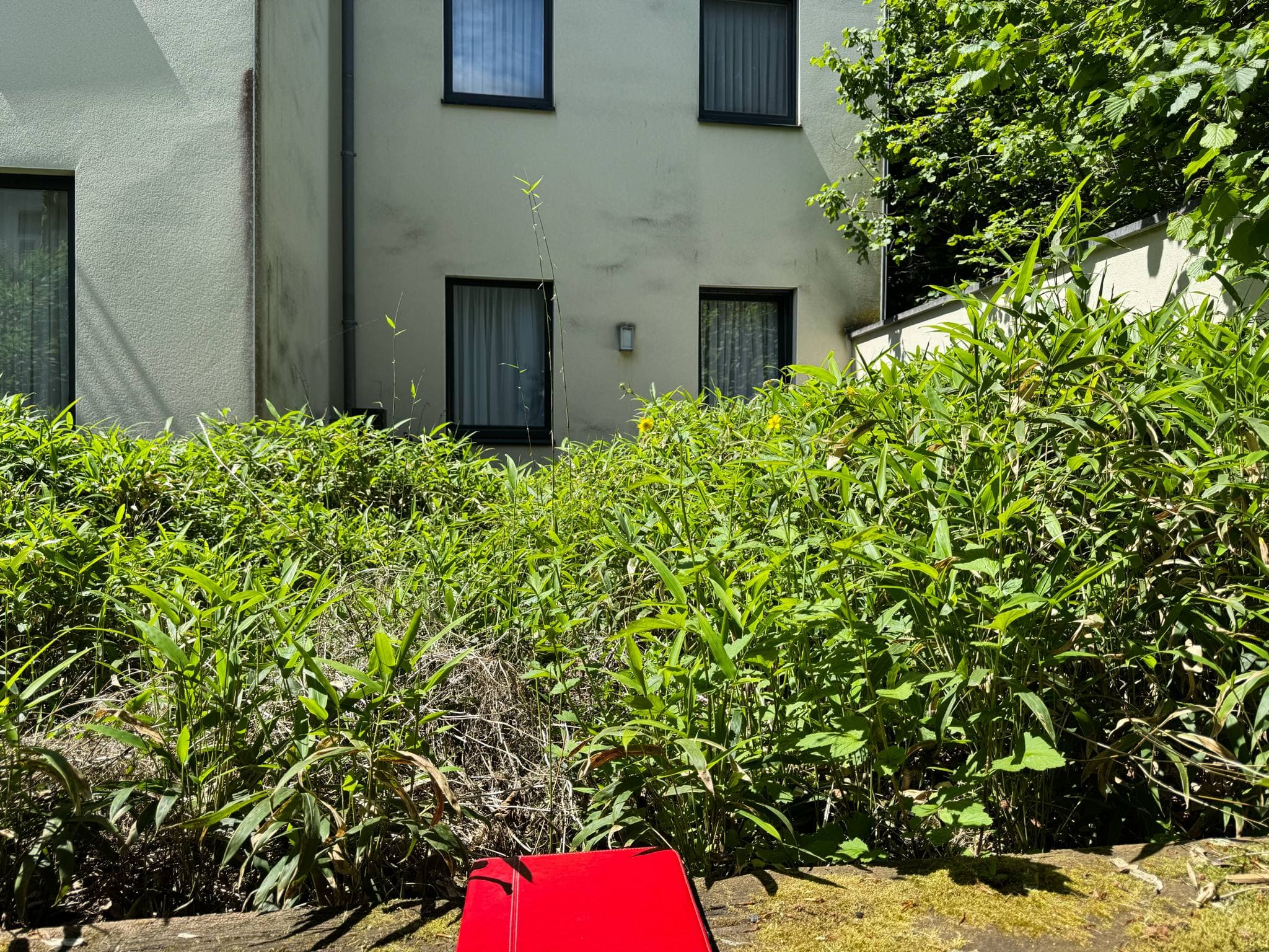 Jardin Projet 4 - Avant