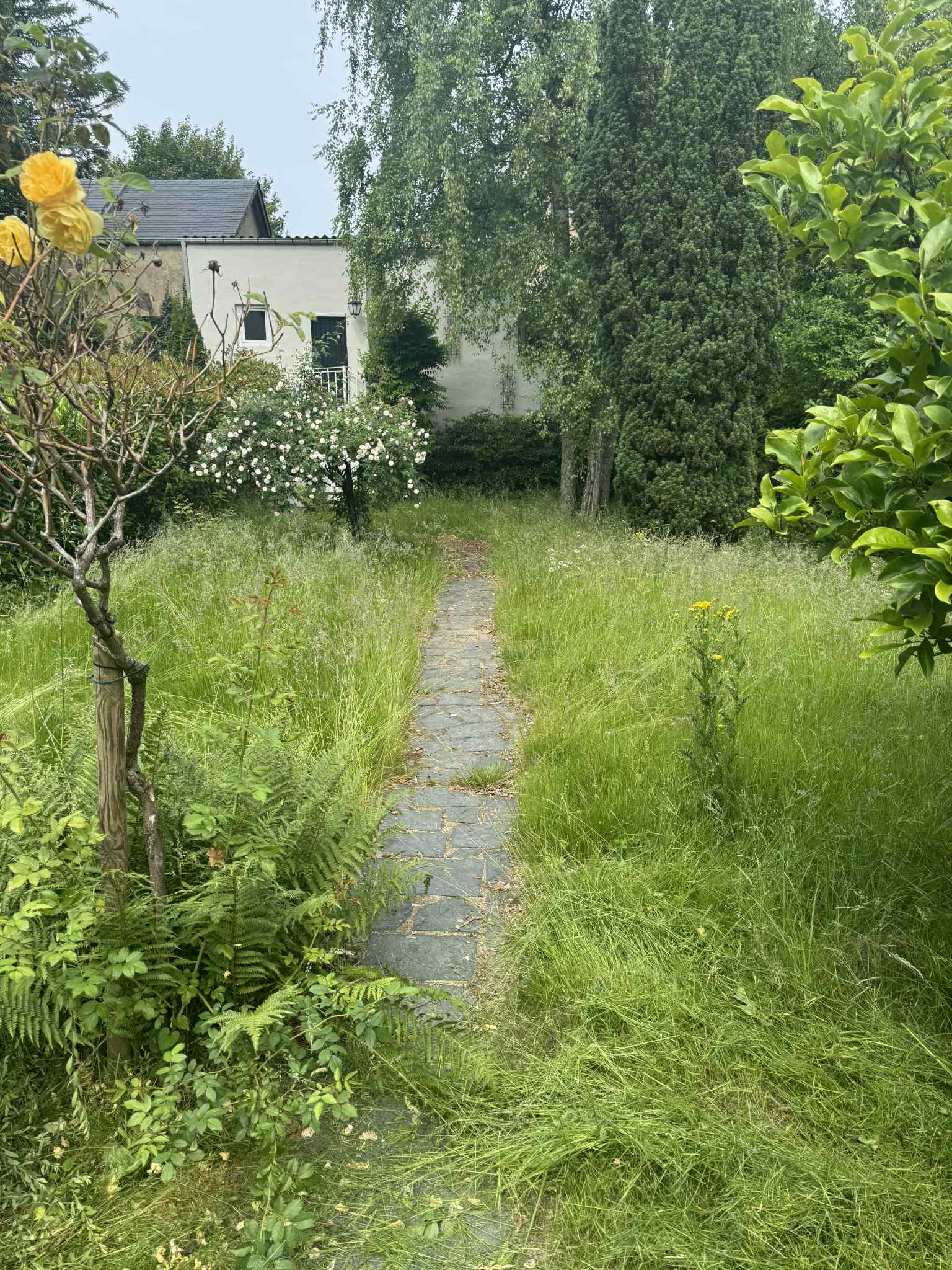 Jardin Projet 7 - Avant